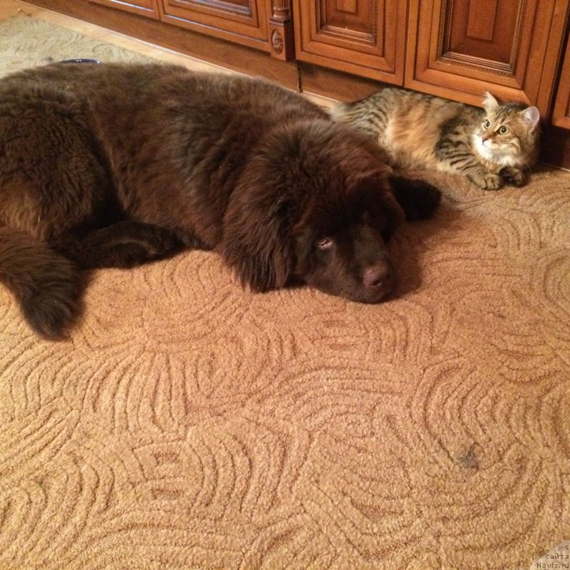 Фото: ньюфаундленд Ньюфорт Васаби, Клепа