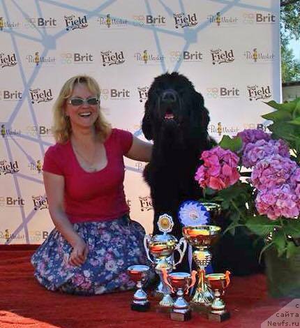 Фото: ньюфаундленд Смигар Легенда Весны (Smigar Legenda Vesny)