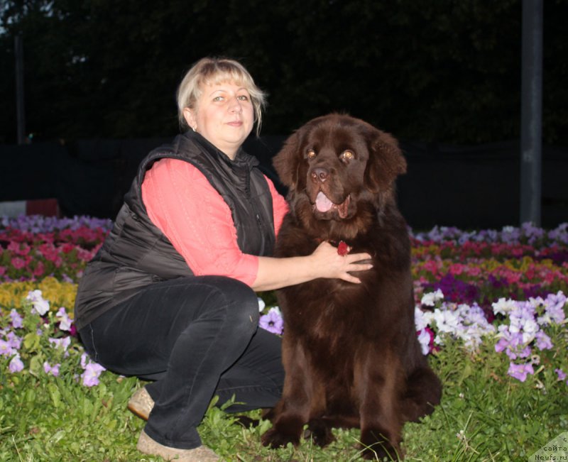 Фото: ньюфаундленд Нэш Соллар Винд, Елена Кузина