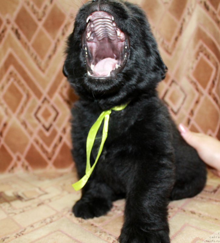 Фотография № 186219