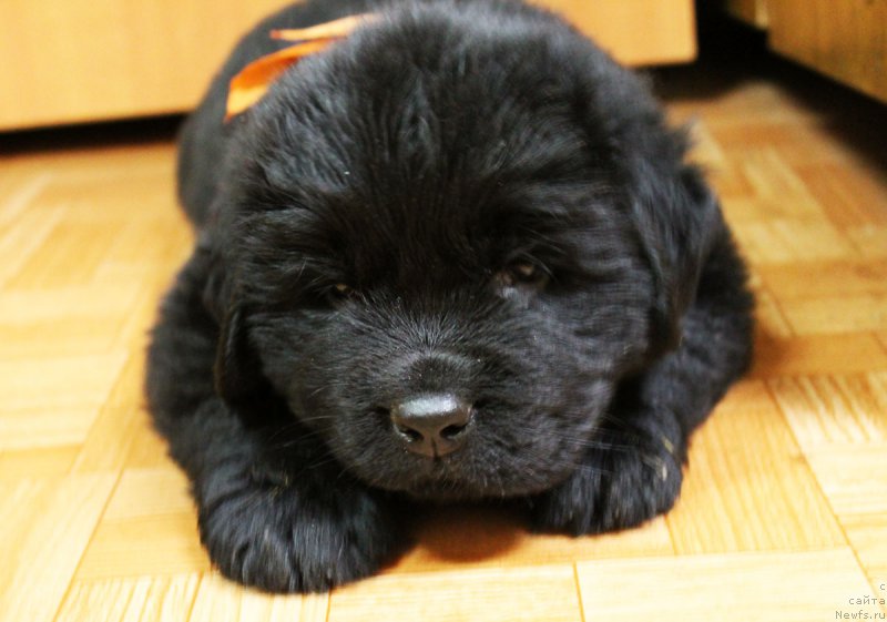 Фотография № 186227