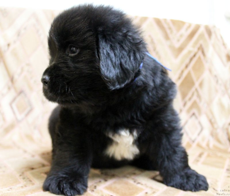 Фотография № 186229