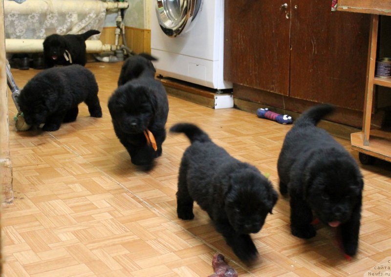 Фото: ньюфаундленд Русская Красавица Нюра