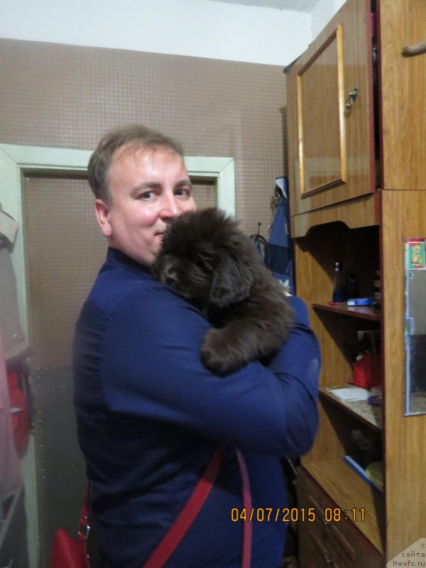 Фото: Михаил Корнышев, ньюфаундленд Хит Шелико Гуди Хот Чоколат