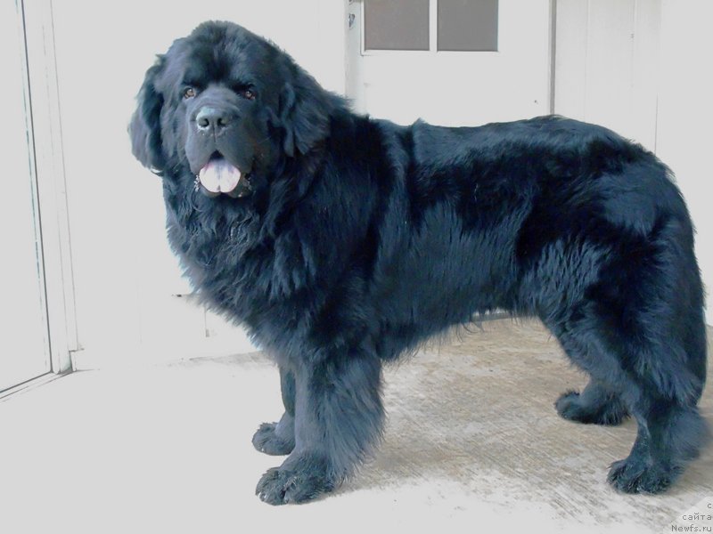 Фото: ньюфаундленд Дар Свезы Сии Энд Эдмире