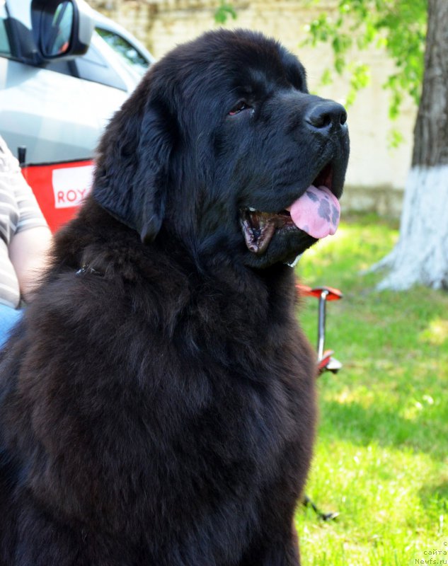 Фото: ньюфаундленд Амбер Чарм Олимпиада