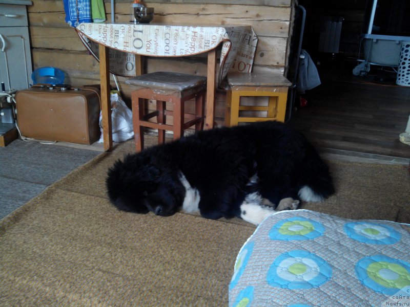 Фотография № 186288