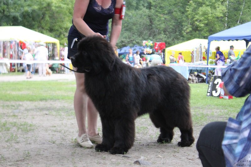 Фото: ньюфаундленд Маркиз Максимельен Де Марк (Markiz Maximilien de Mark)