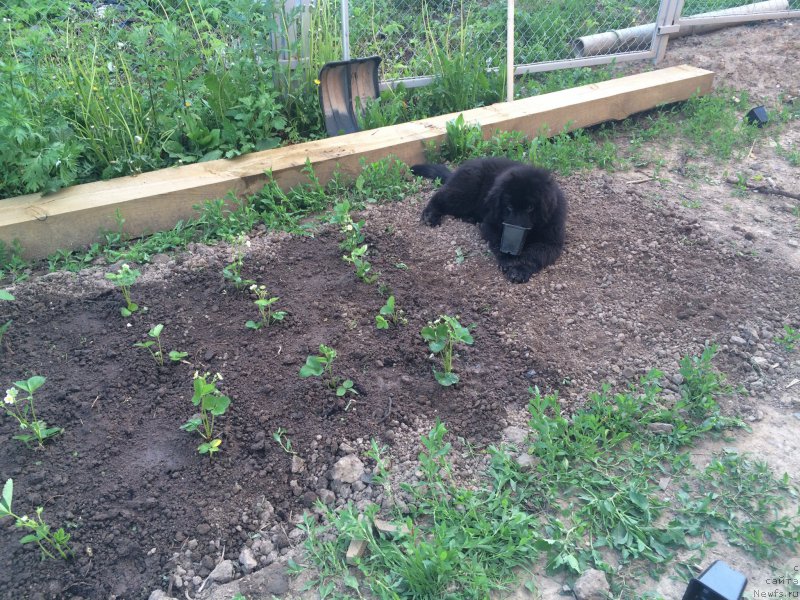 Фото: ньюфаундленд Черный Балу Ерофей