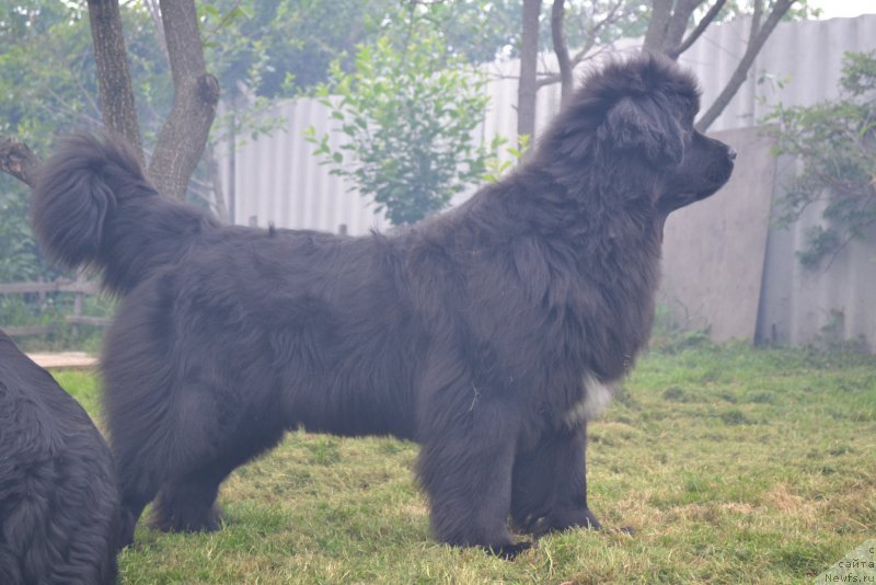 Фото: ньюфаундленд Талисман Моря Мишель