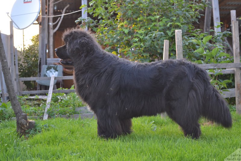 Фото: ньюфаундленд Талисман Моря Мишель