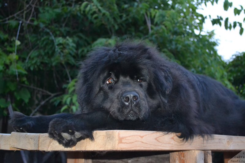 Фото: ньюфаундленд Талисман Моря Мишель