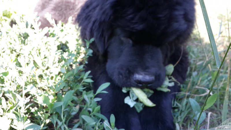 Фото: ньюфаундленд Черный Балу Елисей