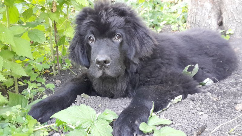 Фотография № 186323