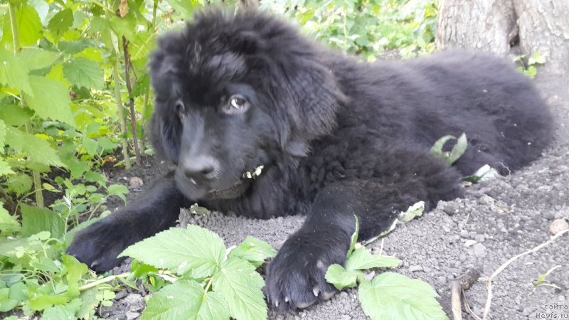 Фотография № 186324