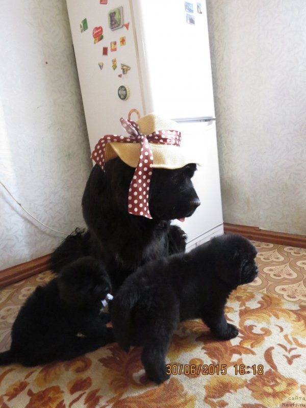 Фото: ньюфаундленд Сказочная Кроха Маркиза Малика (Skazochnaya Kroxa Markiza Malika)