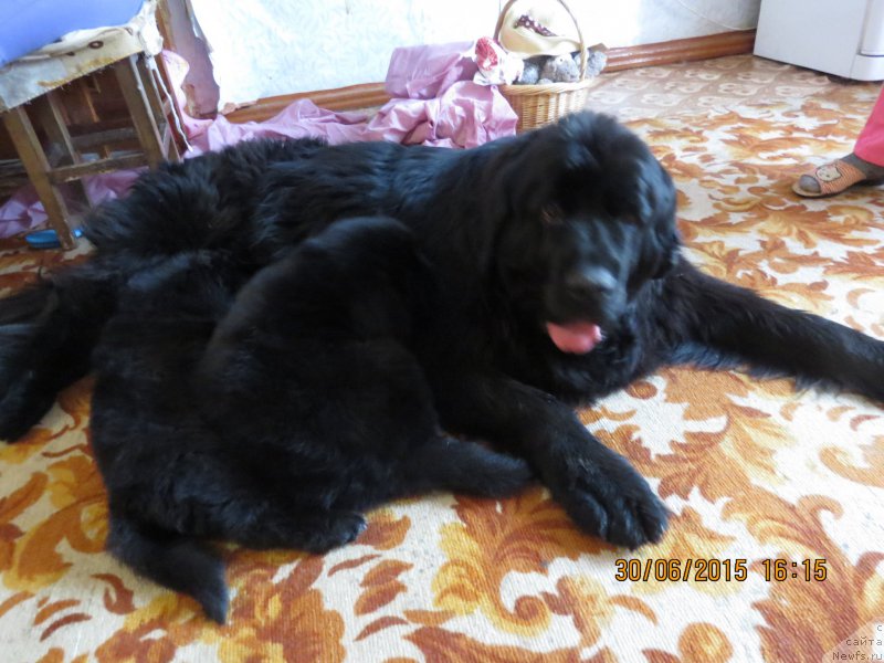 Фото: ньюфаундленд Сказочная Кроха Маркиза Малика (Skazochnaya Kroxa Markiza Malika)