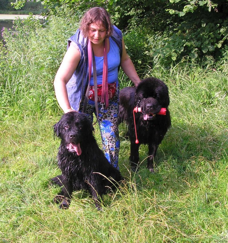 Фото: ньюфаундленд Матвей с Берега Дона (Matvey s Berega Dona)