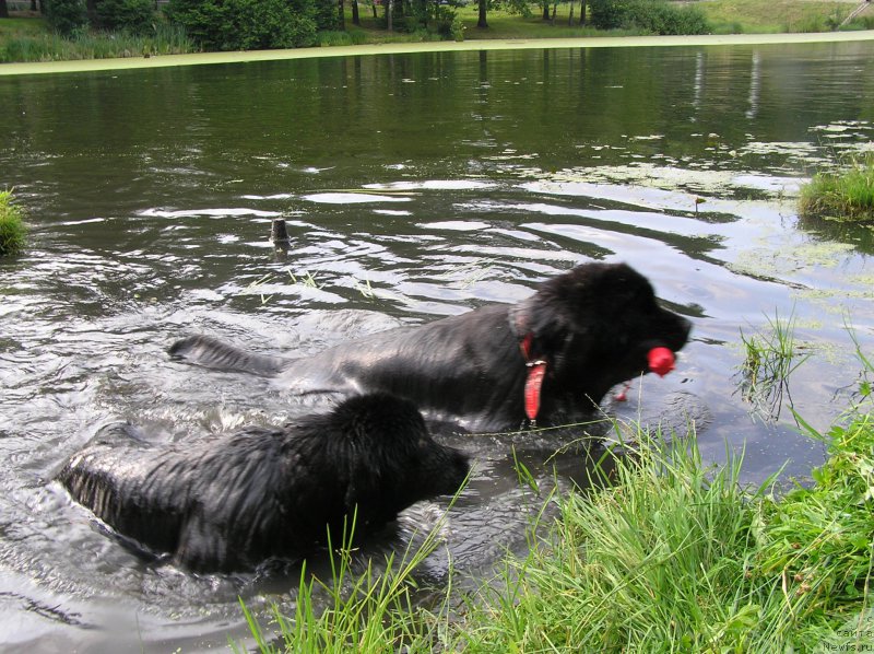 Фото: ньюфаундленд Матвей с Берега Дона (Matvey s Berega Dona)
