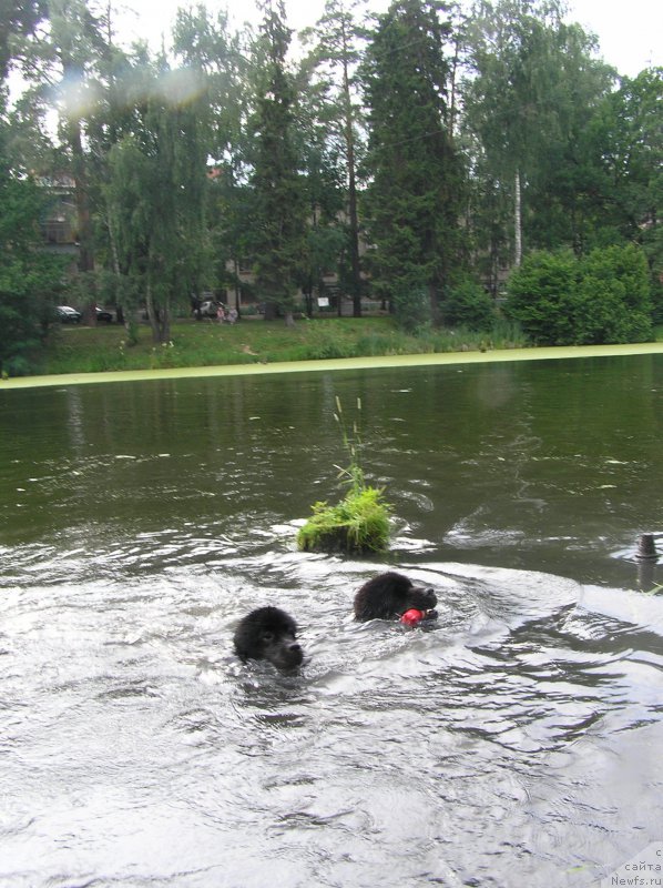 Фото: ньюфаундленд Матвей с Берега Дона (Matvey s Berega Dona)