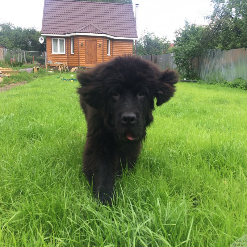 Фото: ньюфаундленд Черный Балу Ерофей