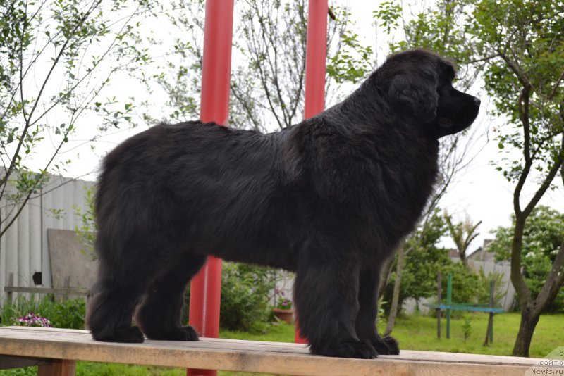 Фото: ньюфаундленд Талисман Моря Магия Волн