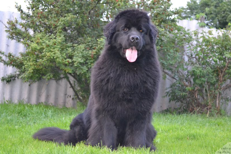 Фото: ньюфаундленд Талисман Моря Магия Волн