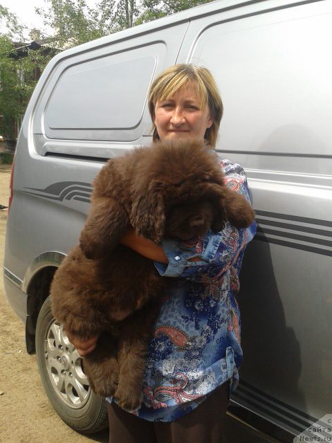 Фото: Елена Ермолаева, Хит Шелико Голден Черри Браун