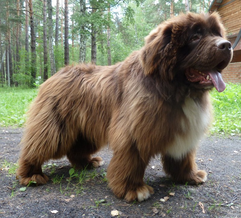 Фото: ньюфаундленд Edenbrooks Beautiful Beyond All Others