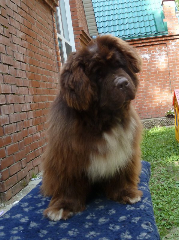 Фото: ньюфаундленд Edenbrooks Beautiful Beyond All Others