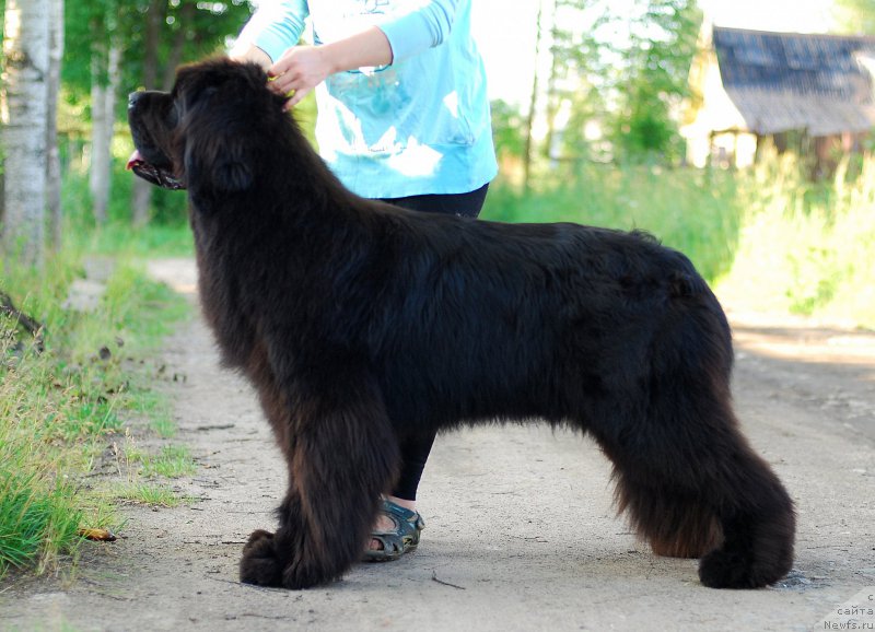 Фото: ньюфаундленд Mississippi-Missouri Such a Great Boy