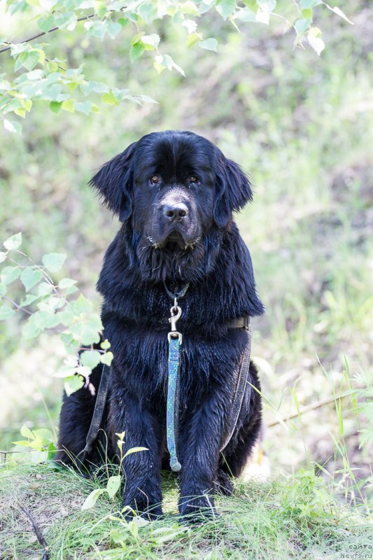 Фото: ньюфаундленд Питерньюф Азарт (Piternyuf Azart)