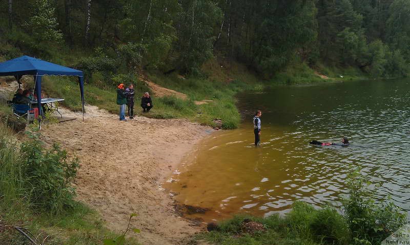 Фото: ньюфаундленд Питерньюф Азарт (Piternyuf Azart)