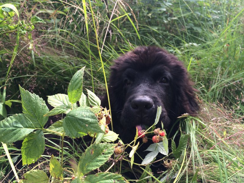 Фото: ньюфаундленд Черный Балу Ерофей