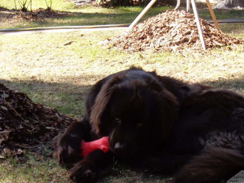 Фото: ньюфаундленд Шоколадная Принцесса Балтийского Моря (Shokoladnaya Princessa Baltiyskogo Morya)