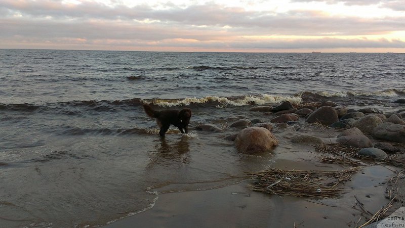 Фото: ньюфаундленд Шоколадная Принцесса Балтийского Моря (Shokoladnaya Princessa Baltiyskogo Morya)