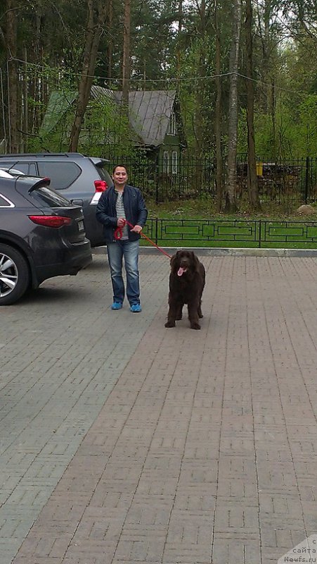 Фото: ньюфаундленд Шоколадная Принцесса Балтийского Моря (Shokoladnaya Princessa Baltiyskogo Morya), Андрей