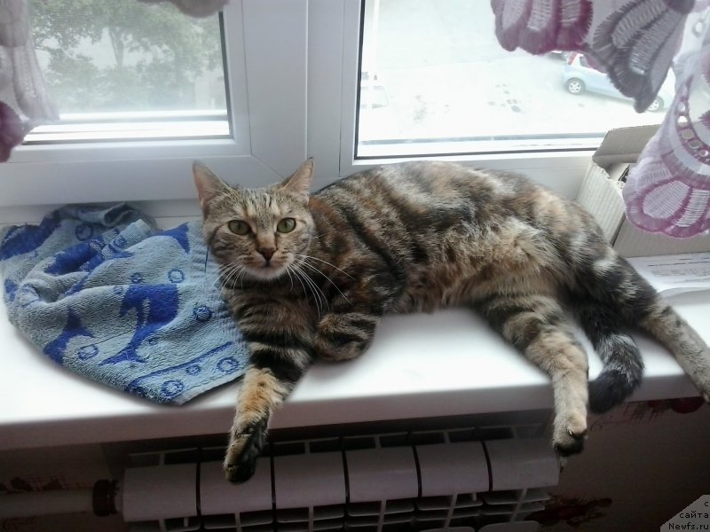 Фотография № 186415