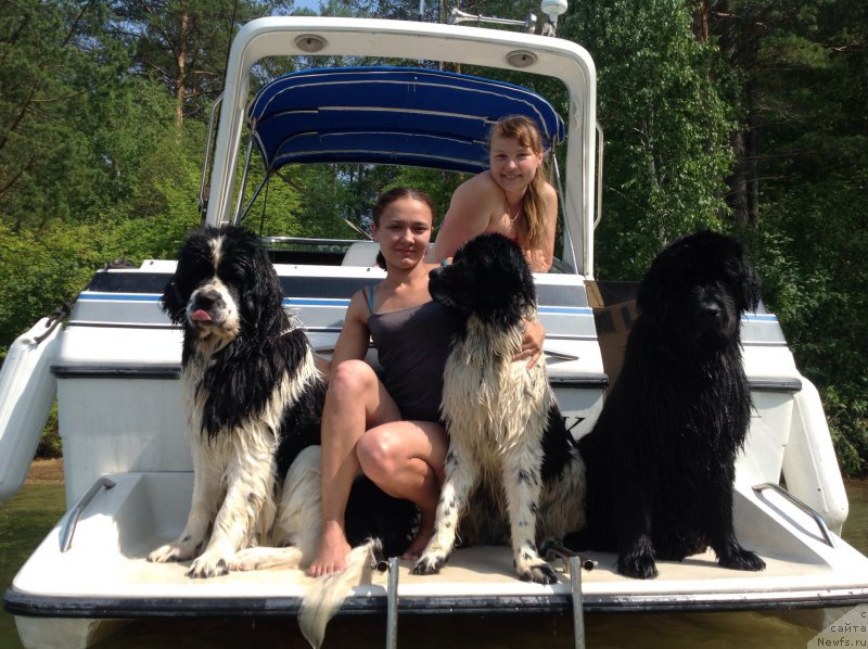 Фото: ньюфаундленд Флюфи Аваланч Сурпассинг Алл Експестатионс (Fluffy Avalanch Surpassing All Expektations), ньюфаундленд Флюфи Аваланч Цивилизация (Fluffy Avalanche Civilization), ньюфаундленд Дарт Вейдер