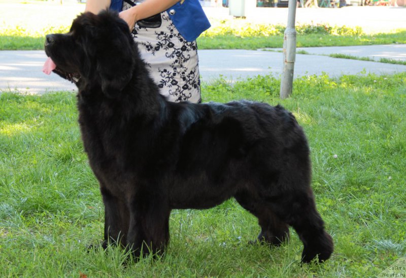 Фото: ньюфаундленд Аллегро Кон Брио Династия Совершенства (Allegro Con Brio Dinastiya Soverchenstva)