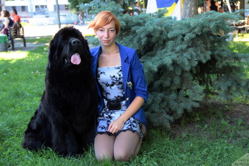 Фото: ньюфаундленд Аллегро Кон Брио Династия Совершенства (Allegro Con Brio Dinastiya Soverchenstva), Анастасия Дегтярёва