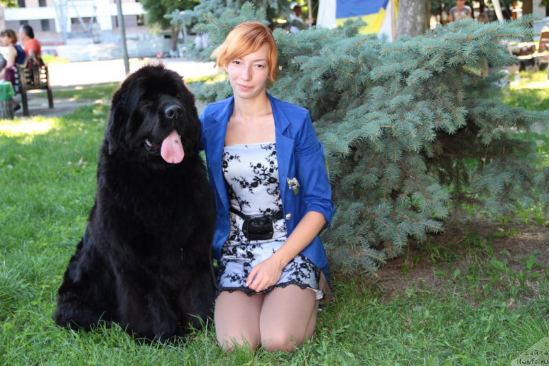 Фото: ньюфаундленд Аллегро Кон Брио Династия Совершенства (Allegro Con Brio Dinastiya Soverchenstva), Анастасия Дегтярёва