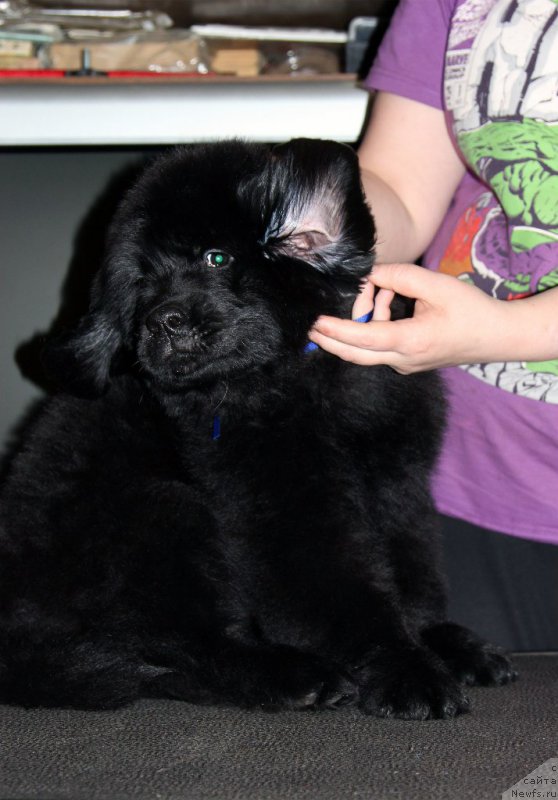 Фото: ньюфаундленд Арт Деко Особый Шик