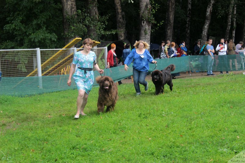 Фото: ньюфаундленд Сверкающая Гора Машаме (Sverkayuzhaya Gora Mashame), ньюфаундленд Сент Джонс Земфира (Sent Djons Zemfira)