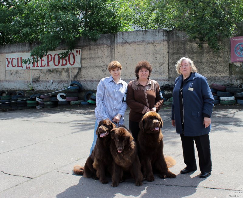 Фото: ньюфаундленд Наоми Таголири фор Браунблад (Naomi Tagoliri for Brouwnblood), ньюфаундленд Сверкающая Гора Машаме (Sverkayuzhaya Gora Mashame), ньюфаундленд Браунблад МСК Хаиес Хаго (Brownblood MSK Hayes Hago)