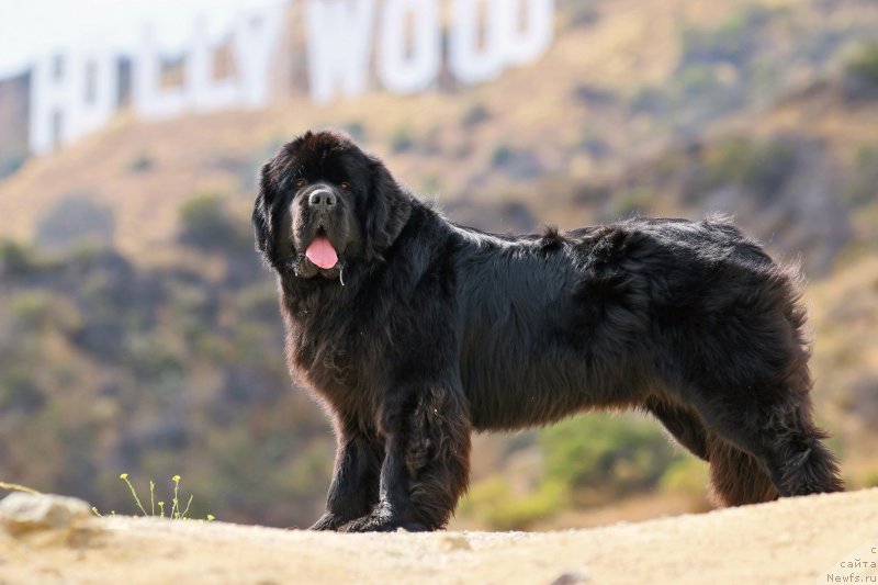 Фото: ньюфаундленд Veni Vidi Vici Dinastiya Soverchenstva