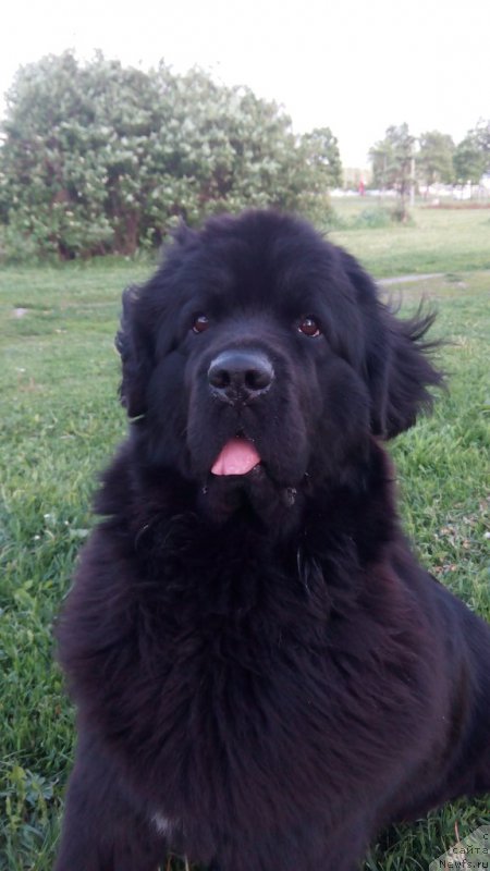 Фото: ньюфаундленд Силвер Пеарлс Осеан Оф Фаитх (Silver Pearls Ocean Of Faith)