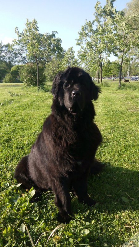 Фото: ньюфаундленд Силвер Пеарлс Осеан Оф Фаитх (Silver Pearls Ocean Of Faith)