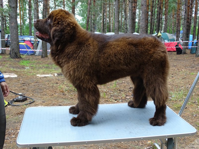 Фото: ньюфаундленд Ньюфорт Вивиан