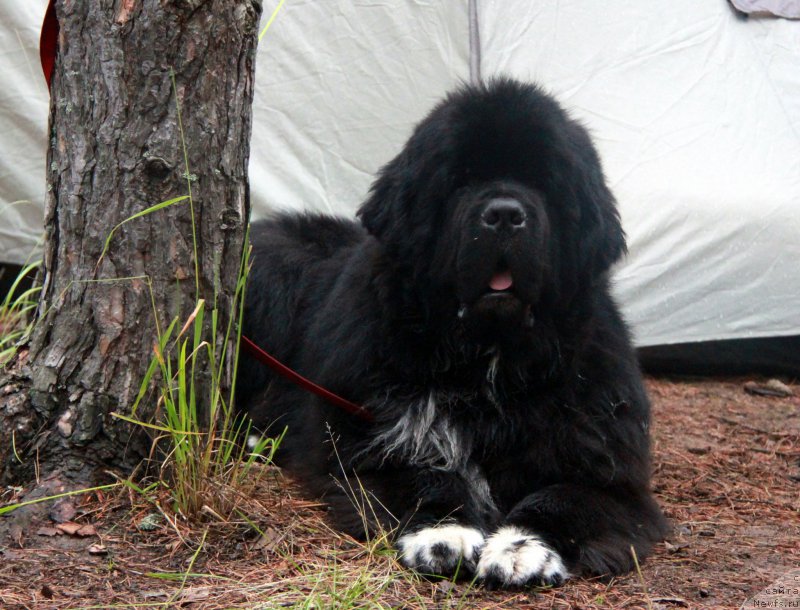 Фото: ньюфаундленд Promise To Love Midnight Bear